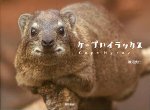 ケープハイラックス
